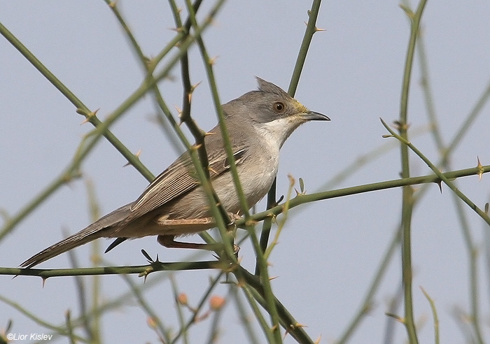        Ruppell's Warbler Sylvia rueppelli              , , , 2009.: 